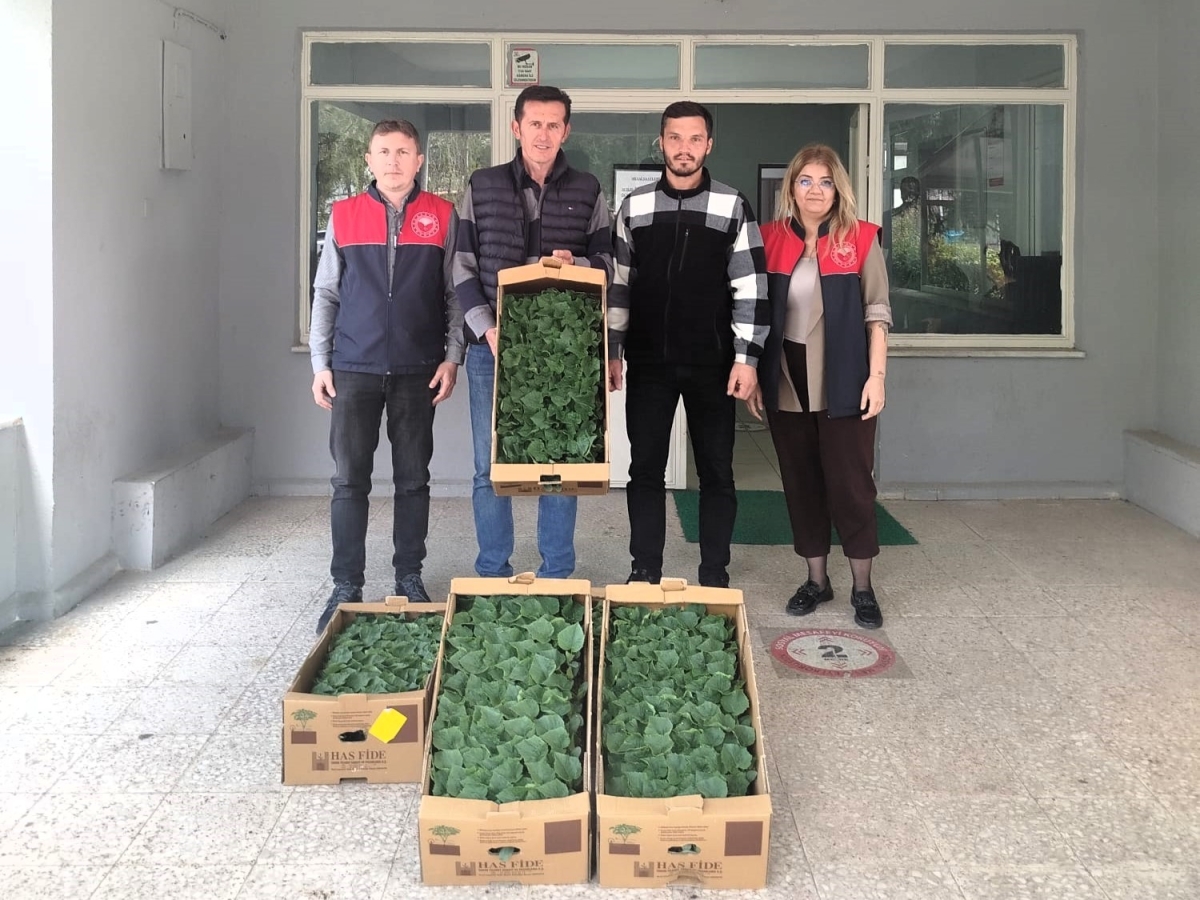 Lüleburgaz’da çiftçiye hıyar fidesi dağıtıldı
