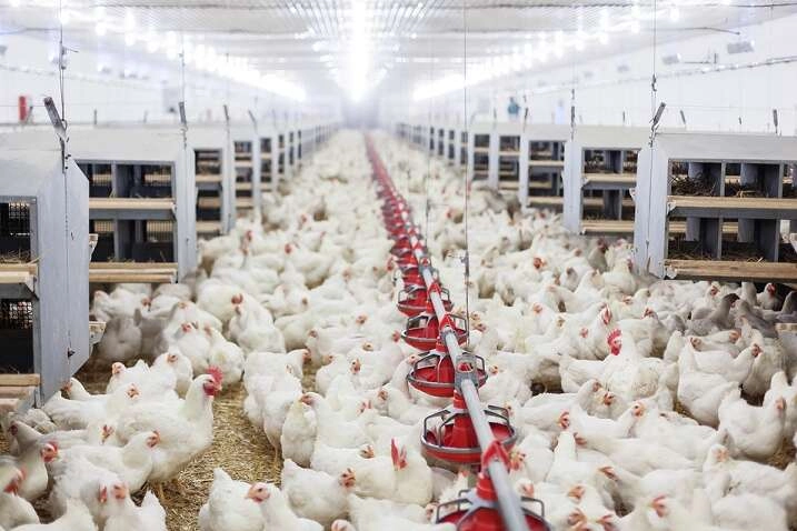Kümes Hayvancılığında Haziran Ayında Üretim Hız Kesmiyor