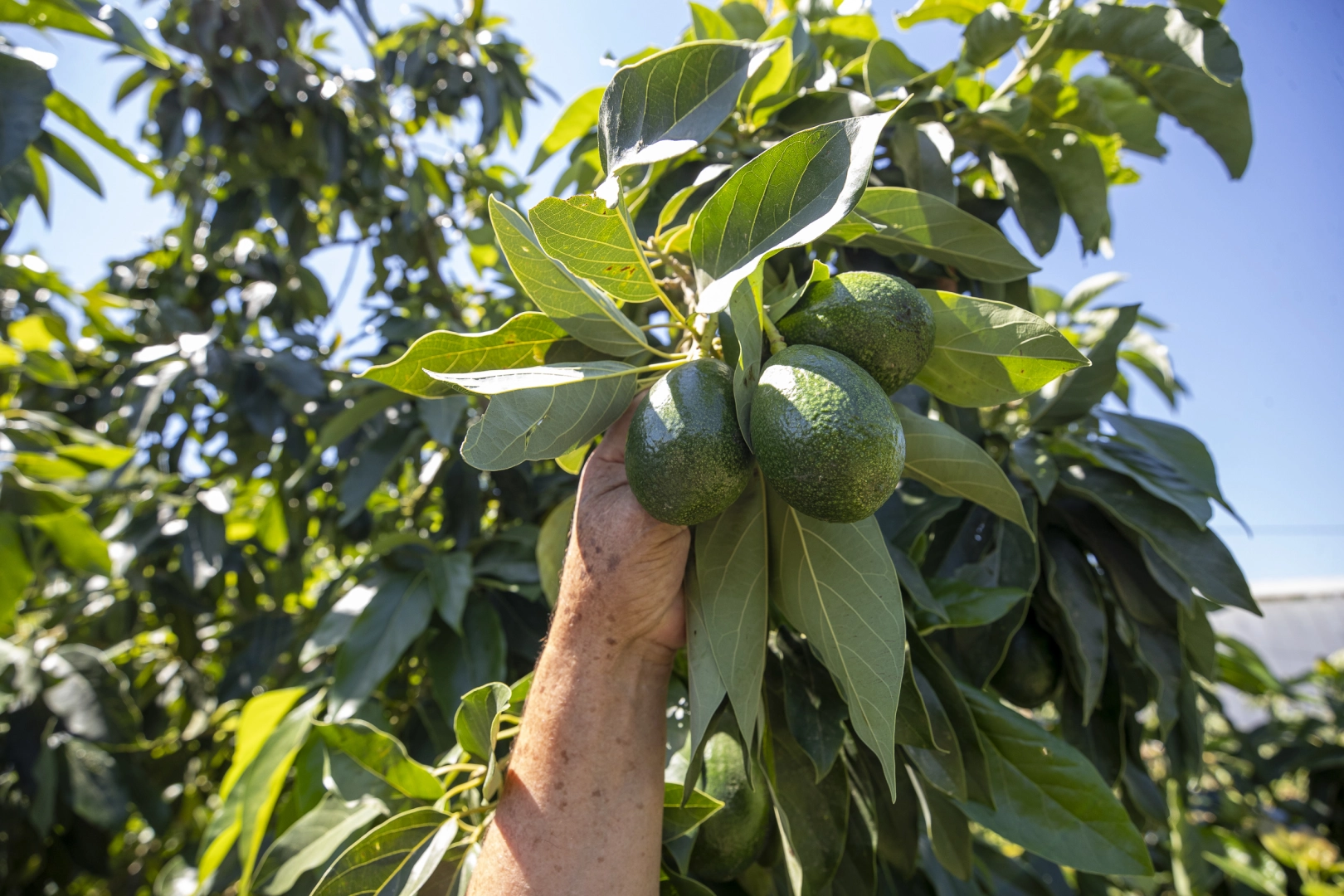 Mersin’de Avokado Üreticilerinin Yüzü İlk Hasatla Güldü